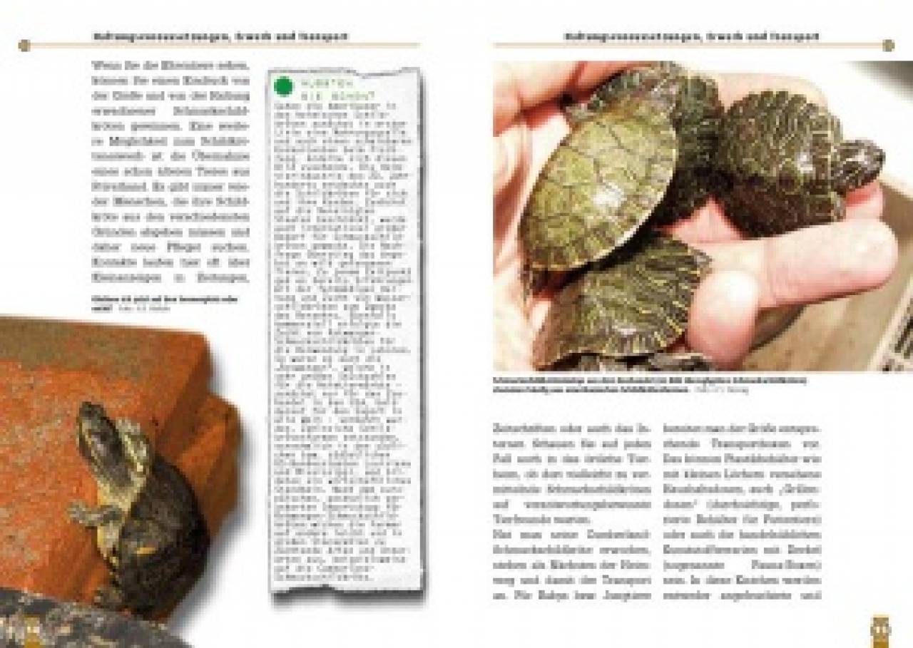Die Cumberland-Schmuckschildkröte